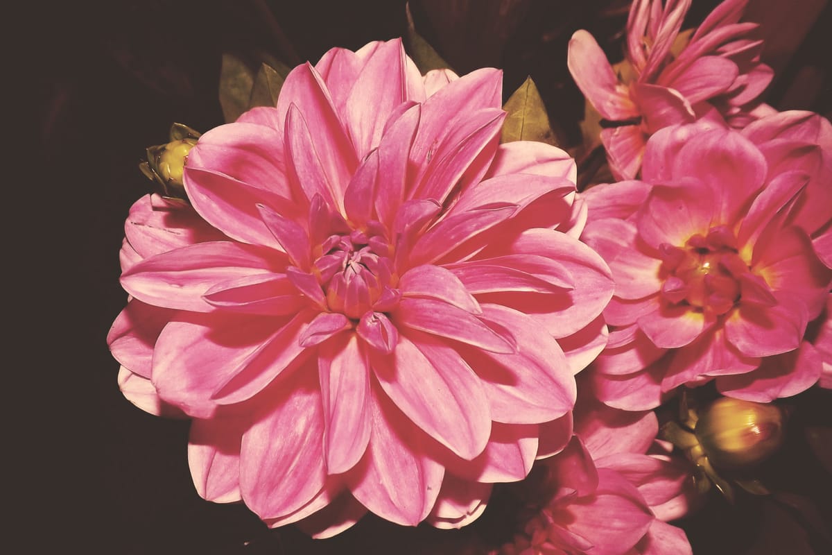 A vintage photograph of a pinkish magenta flower bloom.